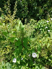 Calystegia sepium roseata x Silvatica disjuncta