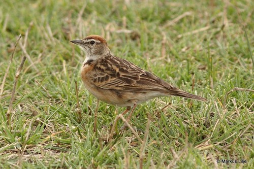 Erlanger's Lark