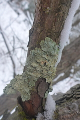 Punctelia perreticulata