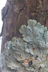 Punctelia perreticulata