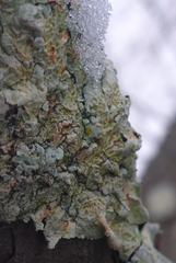 Punctelia perreticulata