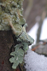 Punctelia perreticulata