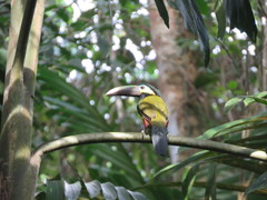 Selenidera spectabilis