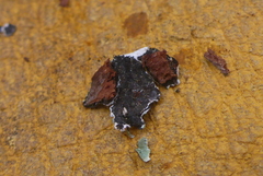 Punctelia perreticulata