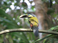 Selenidera spectabilis