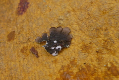 Punctelia perreticulata