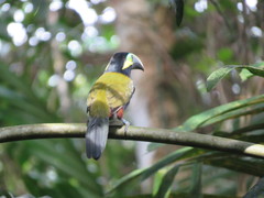 Selenidera spectabilis