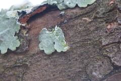 Punctelia perreticulata