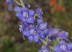 Delphinium andesicola