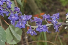Delphinium andesicola