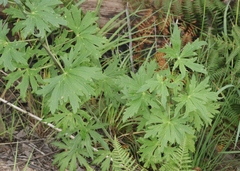Delphinium andesicola