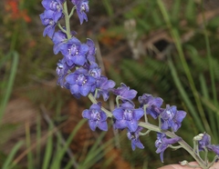 Delphinium andesicola