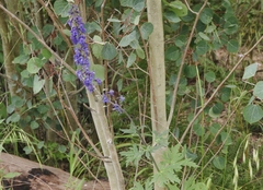 Delphinium andesicola