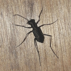 Odontocheila chrysis