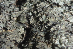 Phaeophyscia squarrosa