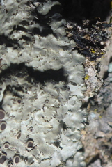 Phaeophyscia squarrosa