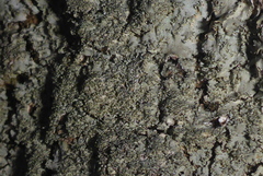 Phaeophyscia squarrosa