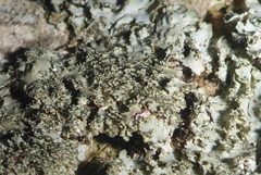 Phaeophyscia squarrosa