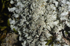 Phaeophyscia squarrosa