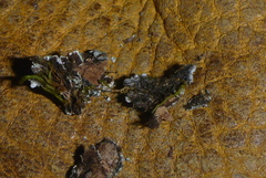 Phaeophyscia squarrosa