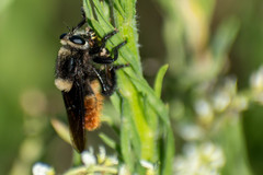 Mallophora ruficauda