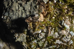 Phaeophyscia squarrosa