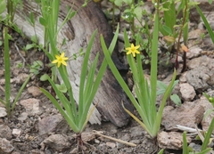 Sisyrinchium cernuum