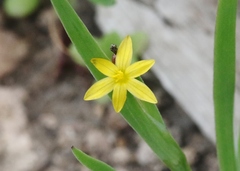 Sisyrinchium cernuum