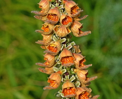 Digitalis ferruginea