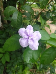 Brunfelsia grandiflora