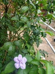 Brunfelsia grandiflora
