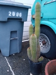 Cleistocactus