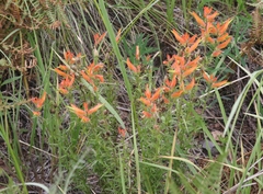 Castilleja patriotica