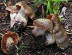 Cortinarius ahsii