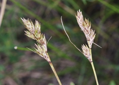 Carex wootonii