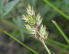Carex wootonii