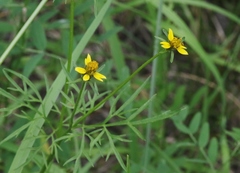 Bidens tenuisecta