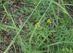 Bidens tenuisecta