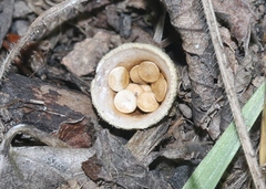 Crucibulum cyathiforme