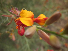 Jacksonia furcellata