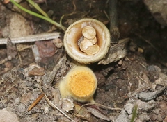 Crucibulum cyathiforme
