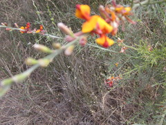 Jacksonia furcellata