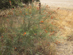 Jacksonia furcellata