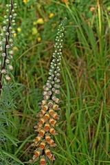 Digitalis ferruginea