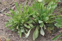 Puccinia glomerata