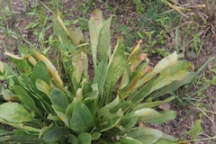 Puccinia glomerata
