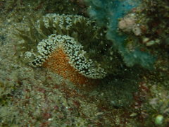 Bunodosoma granuliferum