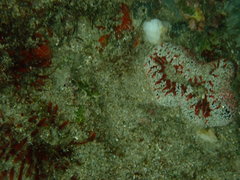 Bunodosoma granuliferum
