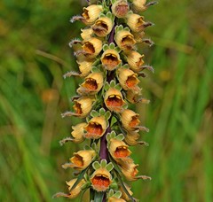 Digitalis ferruginea