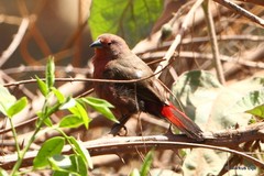 Lagonosticta rhodopareia